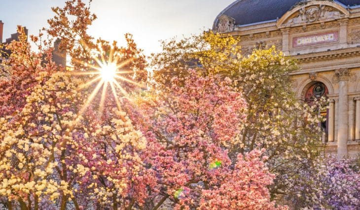 Où admirer les cerisiers en fleurs à Lyon ?