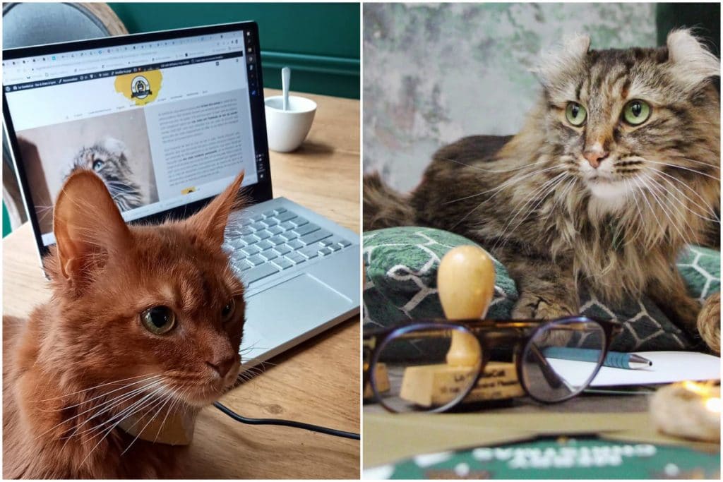 Le GentleCat va ouvrir un co-working au milieu des chats sur la place Carnot !