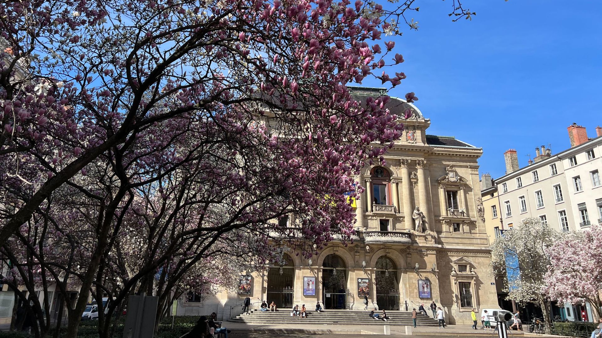Magnolias en fleurs devant le Théâtre des Célestins à Lyon 2