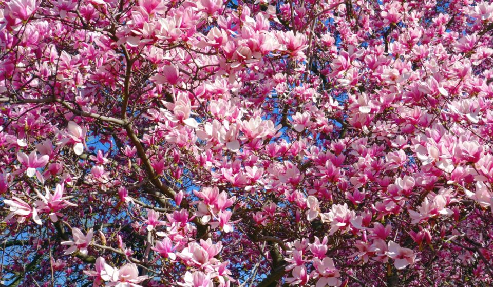 Où voir les magnolias en fleurs à Lyon ?