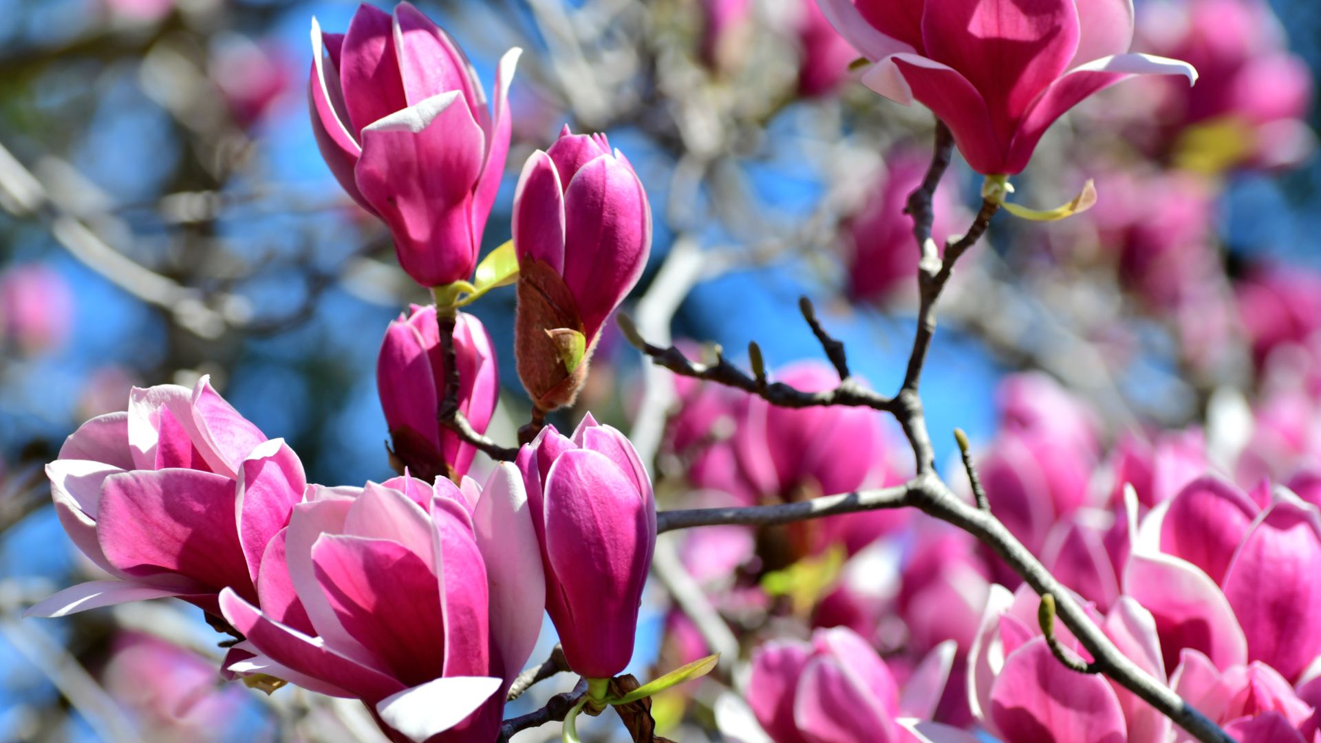Magnifique fleurs de Magnolia au printemps